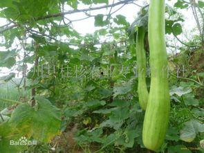 砍瓜尖怎么吃,砍瓜尖的独特食用方法