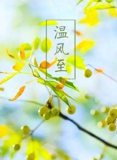 小暑吃瓜避暑品茶,吃瓜避暑，品茶养生，清凉一夏