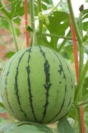 跟西瓜长一样的瓜怎么吃