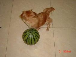 小狗可以吃贝贝瓜,揭秘贝贝瓜的美食之旅