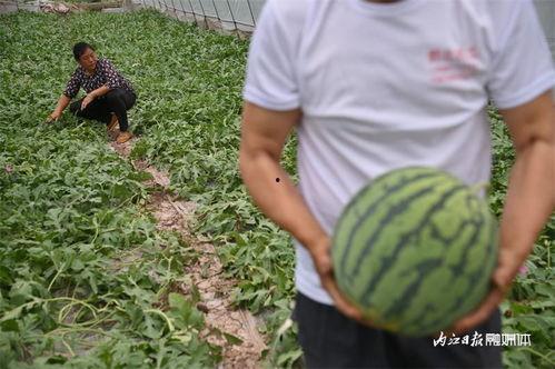 合作市吃瓜,共享甜蜜时光