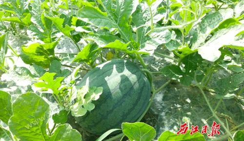 介休吃瓜事件来龙去脉,一场网络舆论的风暴与反思